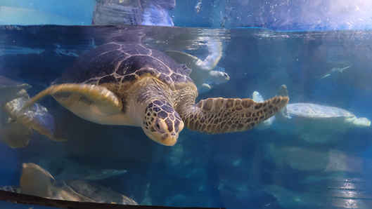 海龜展區2