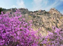 【三月周邊游】青島大珠山賞花一日游