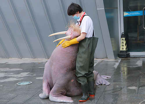 全國愛牙日|煙臺鯨鯊海洋公園動物醫生教你如何給海獅海象刷牙、護牙