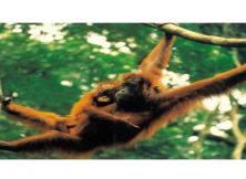 濟(jì)南野生動物世界、九頂塔民俗園大巴三日游