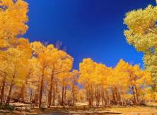 十一醉美額濟納胡楊林-嘉峪關-張掖七彩丹霞雙飛6日 十一醉美額濟納胡楊林-嘉峪關-張掖七彩丹霞雙飛6日