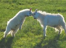 赤峰雙草原、阿斯哈圖石林、白音敖包、佛教圣地召廟、達里諾爾湖、西拉沐淪河漂流、渾善達克沙地、赤峰博物館親子雙飛六日游