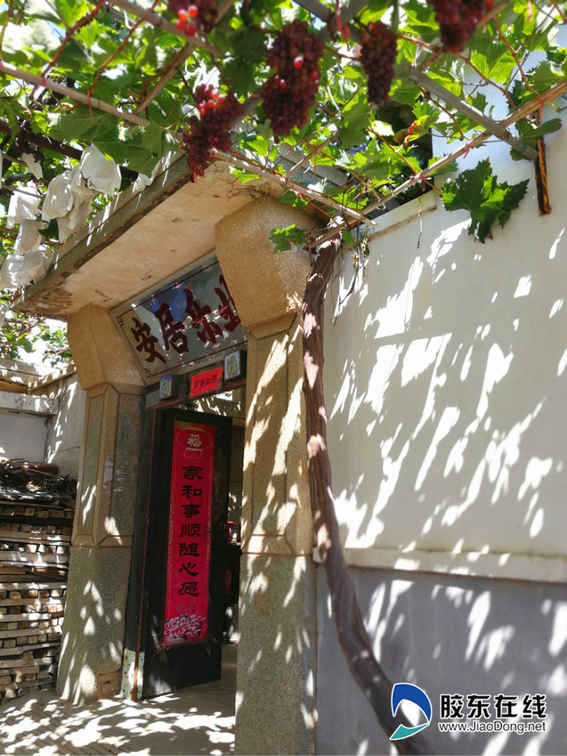 驚贊！農家小院竟是立體葡萄園