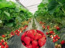 嘉華旅游--威海石佛山+滑草+草莓采摘一日游 嘉華旅游--威海石佛山+滑草+草莓采摘一日游