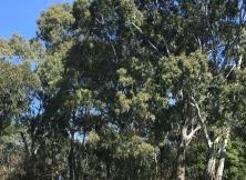 至尊A-桂林/大漓江/世外桃源/銀子巖/古東瀑布/遇龍河漂流/雙飛5日游