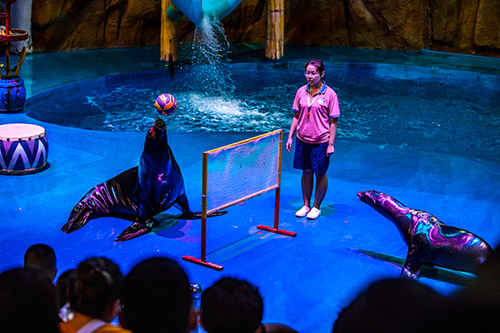 煙臺鯨鯊海洋公園“獅象”同臺秀 海洋動(dòng)物上演“開學(xué)第一課”