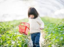 采摘草莓、逛植物園、滴水灣空中溫泉兩日游 采摘草莓、逛植物園、滴水灣空中溫泉兩日游