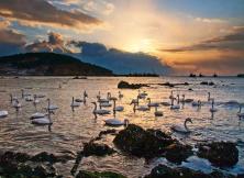 煙臺到威海煙墩角賞天鵝+榮成科技館純玩一日游 煙臺到威海煙墩角賞天鵝+榮成科技館純玩一日游