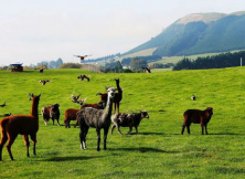 【悅動南半球】澳新11日之旅