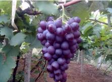 青島茶山+大 澤山葡萄采摘 純玩一日游 青島茶山+大 澤山葡萄采摘 純玩一日游