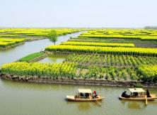 *【三月賞花系列】興化千垛油菜花·泰州溱湖濕地公園 皮包水早茶·溱潼古山茶花 雙花休閑大巴三日游 *【三月賞花系列】興化千垛油菜花·泰州溱湖濕地公園 皮包水早茶·溱潼古山茶花 雙花休閑大巴三日游