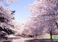 青島賞櫻花純玩一日游 青島賞櫻花純玩一日游