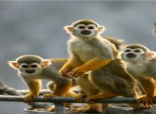 周邊:威海西霞口野生動物園純玩一日游 周邊:威海西霞口野生動物園純玩一日游