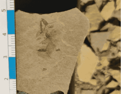 疑似“新物種”化石現身萊陽白堊紀研學現場481