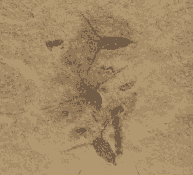 疑似“新物種”化石現身萊陽白堊紀研學現場782