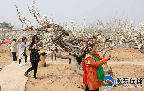 2019煙臺萊陽梨花節開幕  首日1.5萬名游客追花