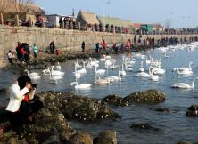 樂游俱樂部!天鵝湖+科技館一日游 樂游俱樂部!天鵝湖+科技館一日游