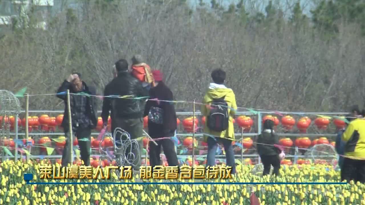 郁金香含苞待放 萊山虞美人廣場周末見