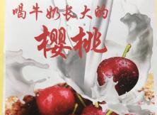 櫻桃采摘+特色午餐+海陽濕地公園 特價99