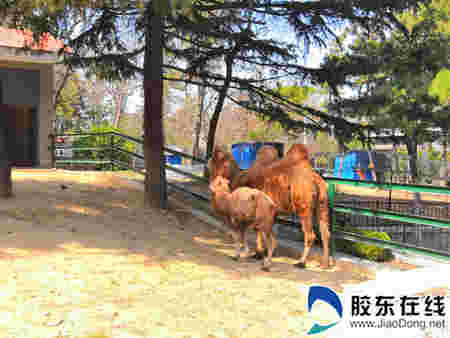 清明小長假煙臺南山公園迎來“開門紅”