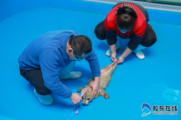 蓬萊海洋極地世界“豹墩墩”家族喜添新丁