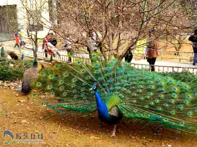 美哉！煙臺(tái)動(dòng)物園數(shù)只孔雀競(jìng)相開屏（組圖）