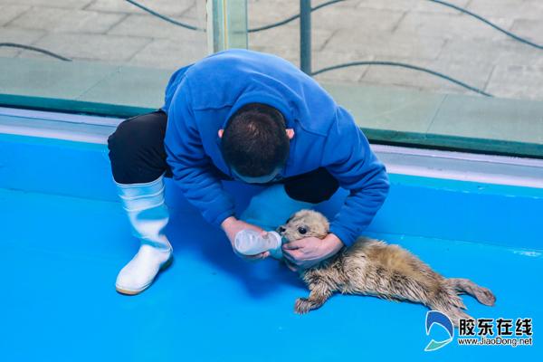 飼養(yǎng)員給小海豹喂奶